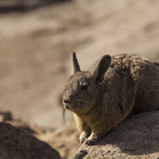 Wer sonnt sich denn da - ein Hase? Nein, ein Viscacha! Foto: ©Lichtbildarena
