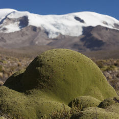 Heimisch in den Anden - Yareta Foto: ©Lichtbildarena